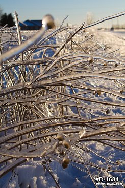Thick icing on prairie vegetation after an ice storm