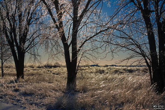 Glazed and glimmering trees and vegetation in sunlight after an ice storm