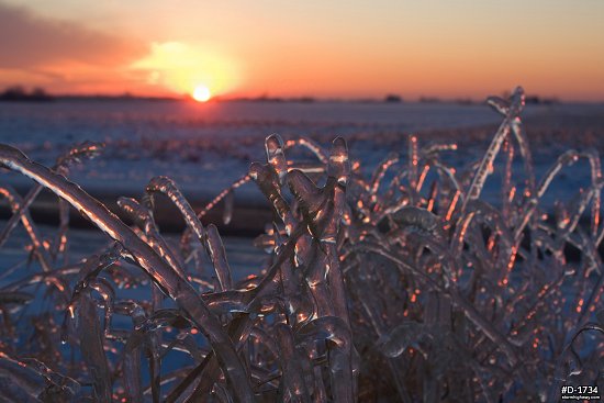 Thick icing on grass with the setting sun in the background after an ice storm