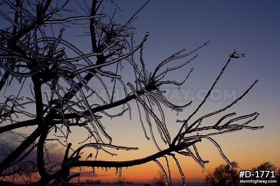 Thick icing on tree branches at twilight after an ice storm