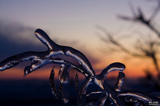 Thick icing on vegetation with twilight glow after an ice storm
