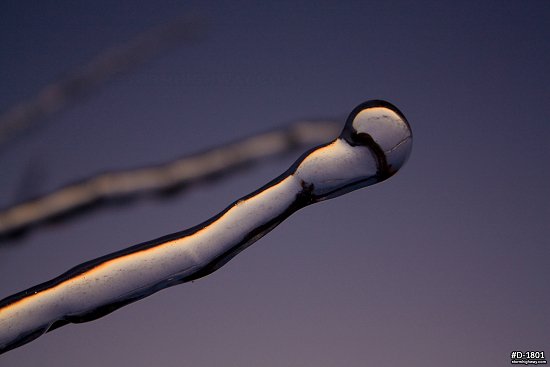 Close-up of thick icing on a branch with twilight sky after an ice storm