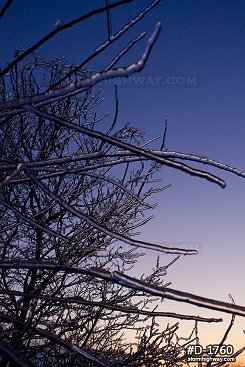 Thick icing on tree branches with twilight sky after an ice storm