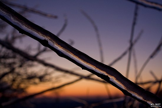 Thick ice on branch at sunset