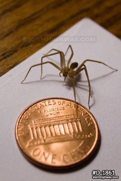 Brown Recluse spider 1