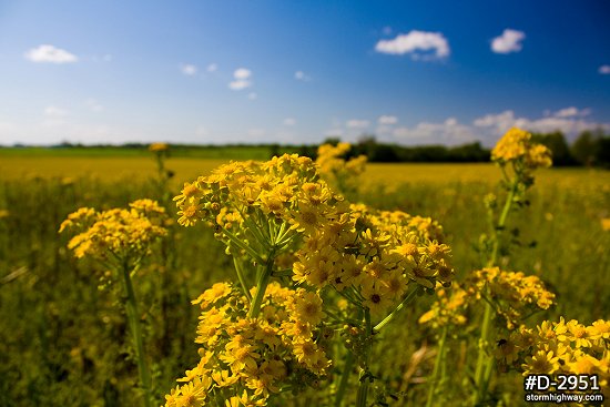 Golden Ragwort prairie wildflowers 4