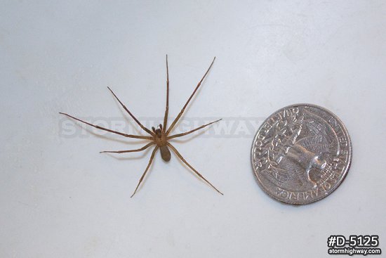 Large Brown Recluse spider 1