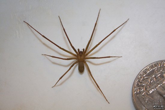 CATEGORY: Brown Recluse Spiders