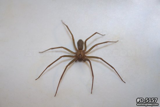 Brown Recluse spider top view
