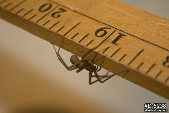 Brown Recluse spider on ruler