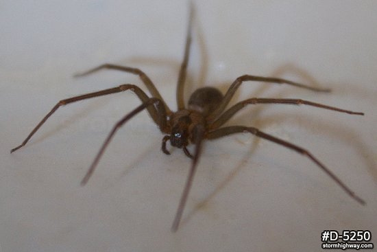 Brown Recluse spider front view