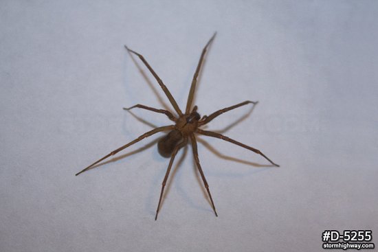 Brown Recluse spider 4
