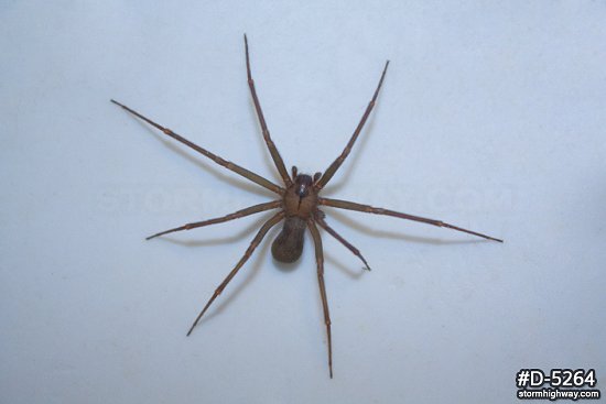 Brown Recluse spider 3