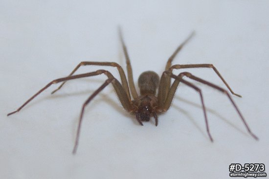 Brown Recluse spider 5