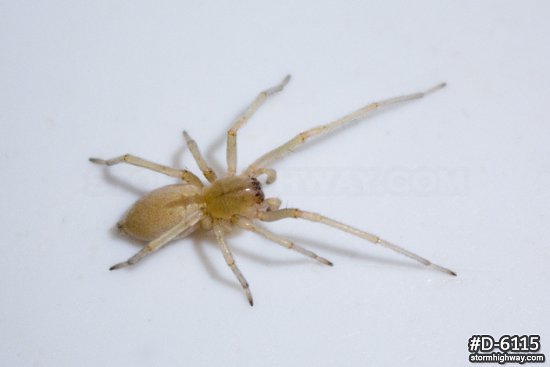 CATEGORY: Yellow Sac Spiders (Cheiracanthium)