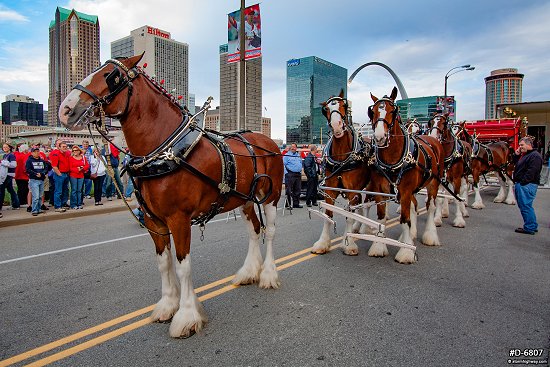 Clydesdales at NLCS