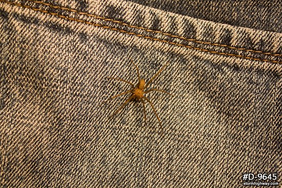 Brown Recluse spider on blue jeans