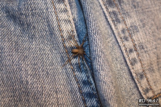 Brown Recluse spider on blue jeans