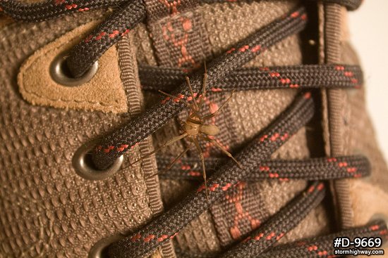 Brown Recluse spider on a shoe