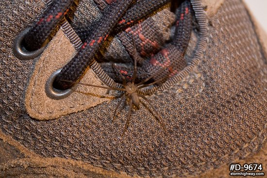 Brown Recluse spider on a shoe