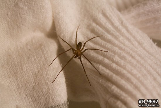 Brown Recluse spider on socks