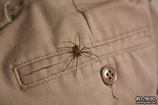 Brown Recluse spider on khaki pants