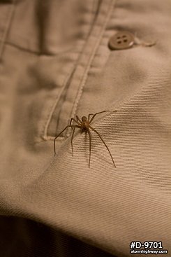 Brown Recluse spider on khaki pants