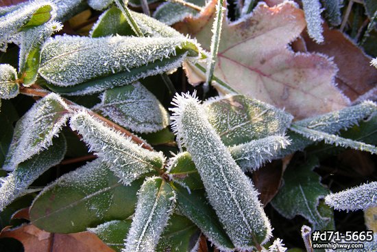 Morning frost on plants in the fall