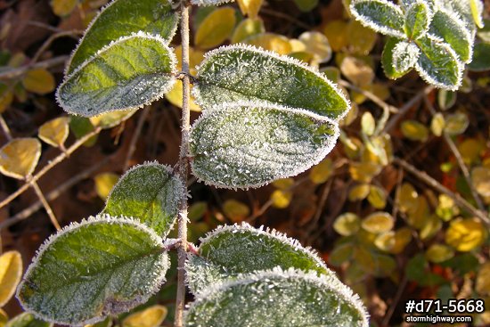 Morning frost on plants in the fall