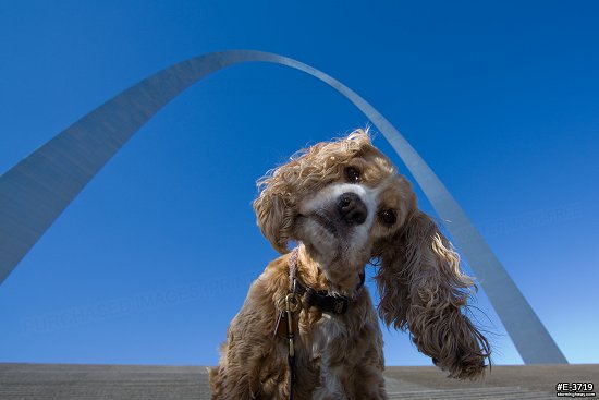 Dog visits the Gateway Arch in St. Louis