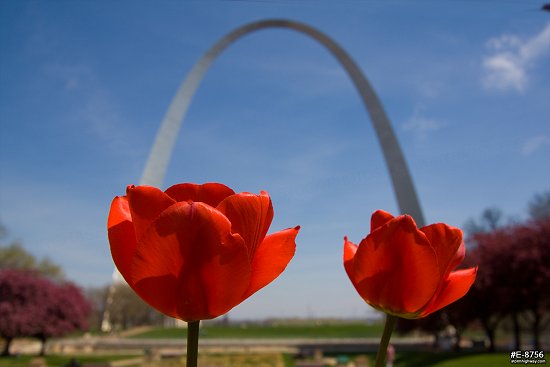 Blooming red tulips with the Gateway Arch