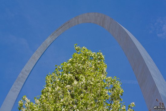 Blooming Bradford Pear tree with the Gateway Arch