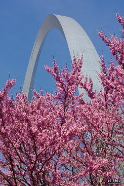 Blooming Eastern Redbud trees with the Gateway Arch