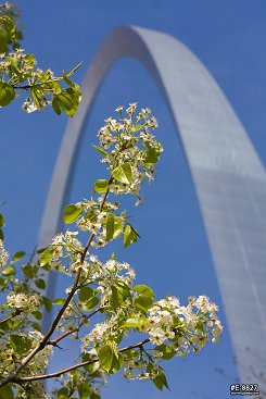 Bradford Pear blooms and Arch