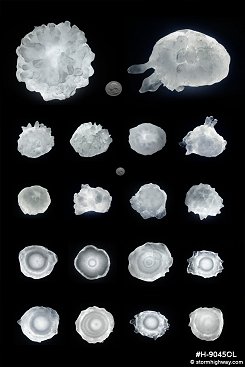 High-res collage of giant hailstones